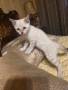 Бенгалски котета, снимка 5