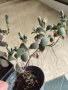 Каланхое Laxiflora със сивеещи листа, снимка 4