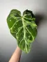 Philodendron Gloriosum Snow Leopard, снимка 2