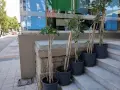 Продавам Шефлера / Schefflera 10 годишна, 170 см. височина, 10 броя, снимка 1