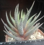 Хавортия ласита (Haworthia attenuata v. radula Haworthia Lassytha), сукулентно растение, снимка 2