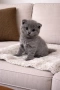 Британски късокосмести котета , снимка 7