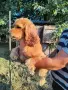 Продават се две женски и едно мъжко кокери ., снимка 1
