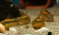 Сомче, сомче corydoras gold laser, gold stripe, снимка 13