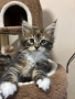 Котенца Мейн Куун, снимка 1
