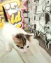 Подарява се малко котенце – спешно търси дом!, снимка 4