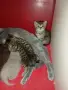 Британско коте таби, снимка 9