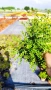 Лоницера, Lonicera nitida Elegant, снимка 7