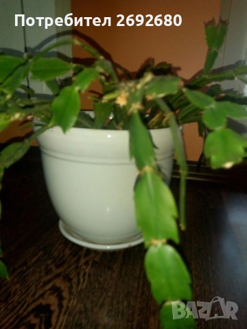 Голяма оранжева кливия с цветонос,5бр. с обща цена, христов венец,лечебно алое,бамбук,коледничета , снимка 18 - Стайни растения - 50184776