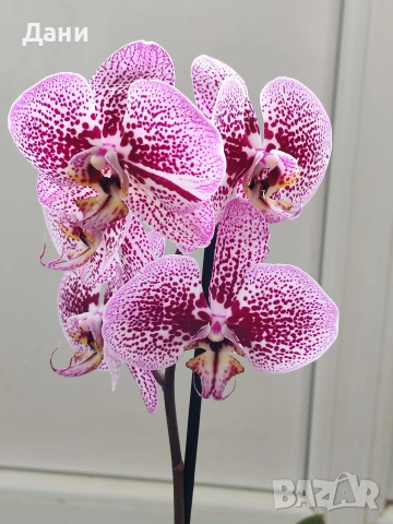 Орхидеи Фаленопсис, снимка 3 - Стайни растения - 54008191