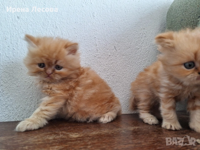 Персийски котенца, снимка 5 - Персийска - 38412283