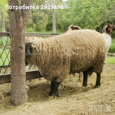 Миналогодишен Коч - Суфолк, снимка 3 - Овце - 54653602