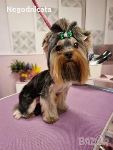 Мини йоркита , снимка 3 - Йоркширски териер - 54139167