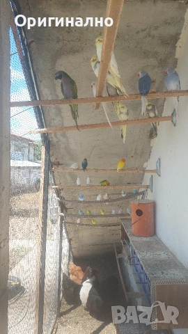 Розовогърд александър 🦜 Китайски Алексанри , снимка 2 - Папагали - 54490747
