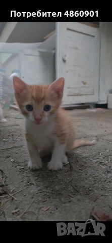 Подарявам котенца, снимка 4 - Други - 54962768