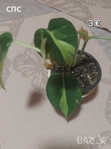 Стайни растения/висящи, снимка 3 - Стайни растения - 54153334