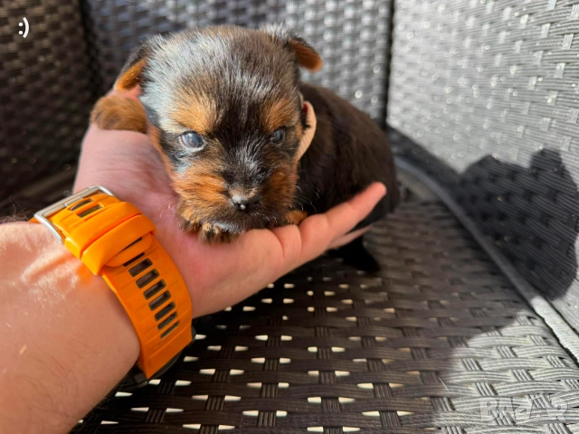 Йоркширски териер Актуално от 29.04.2026, снимка 4 - Йоркширски териер - 54353101