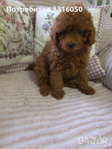 Мини пудел, снимка 6 - Пудели - 54196070