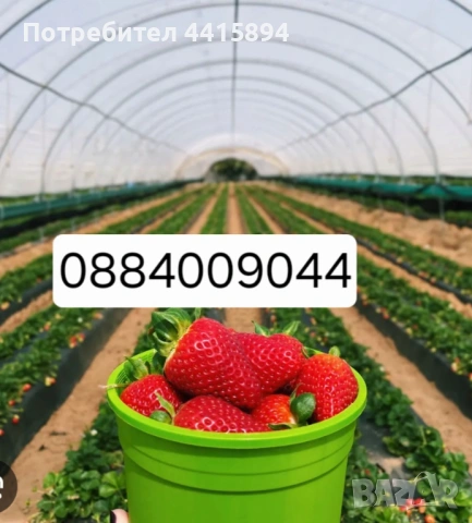 Разсад ягоди и малини, снимка 3 - Сортови семена и луковици - 54205328