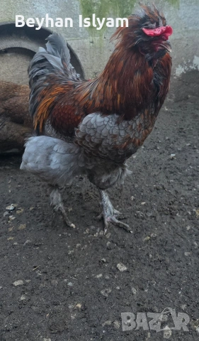 Продават се, снимка 3 - Кокошки и пуйки - 54016404