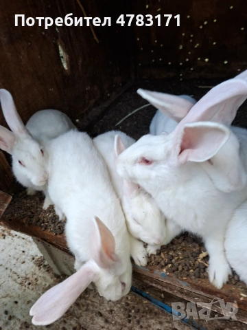 Продавам зайци., снимка 2 - За селскостопански - 55252274