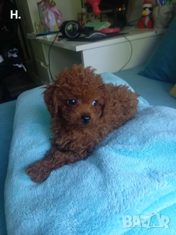Пудел той/poodle toy