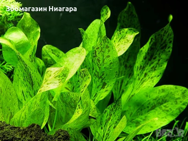 Аквариумно растение Echinodorus Ozelot Green