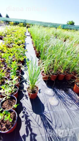 Пампаска трева, Кортадерия, бяла, Cortaderia Sellona, снимка 5 - Градински цветя и растения - 55337080