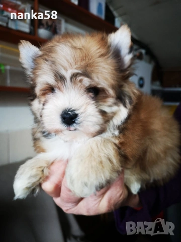 Продавам болонка ,йорки, снимка 3 - Болонка - 54035690