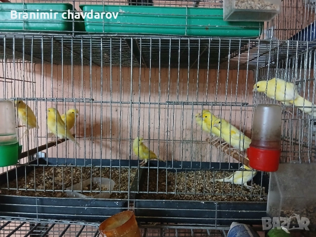 продавам канари малиноа и др, снимка 2 - Канари - 54776978