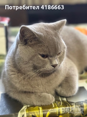 Британска късокосместа цвят люляк търси дама, снимка 5 - Британска късокосместа - 54313520