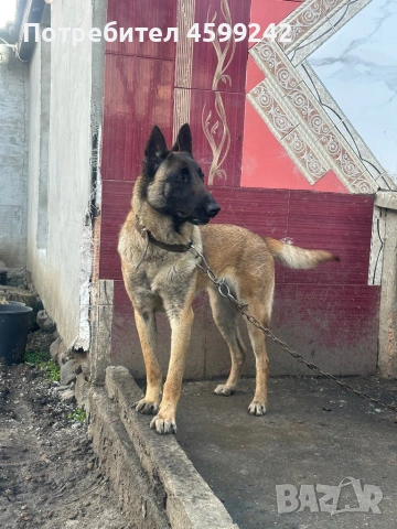 Белгийска овчарка на 1 година женска 