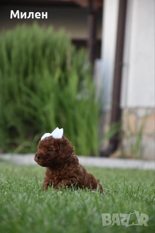 Той пудел Toy poodle, снимка 6 - Пудели - 55006000
