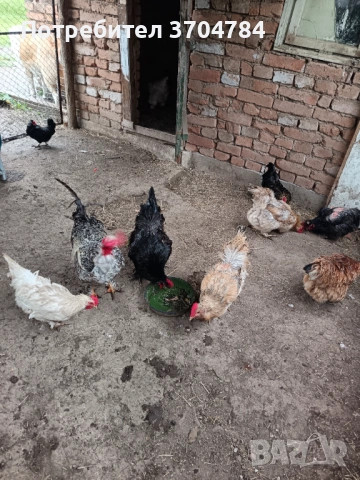 Продавам домашни кокошки , снимка 10 - Кокошки и пуйки - 54483759