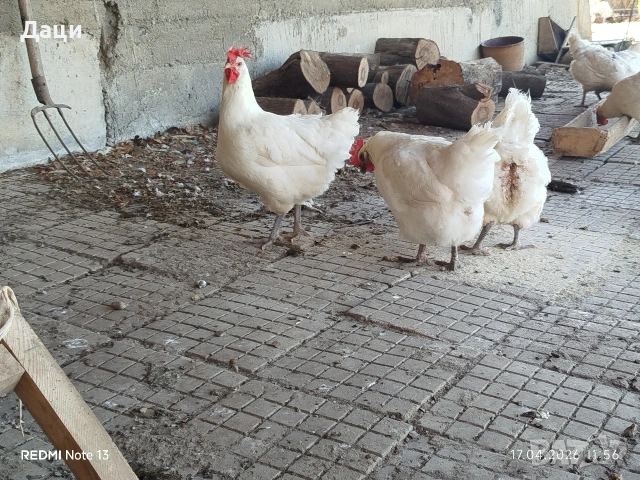 Яйца за люпене от Бяло Брезе!