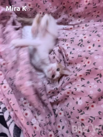 Малки  Котета момиченца, снимка 6 - Други - 55589346