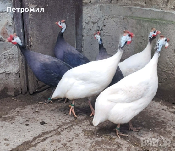 Яйца от токачки, снимка 4 - Кокошки и пуйки - 54916486