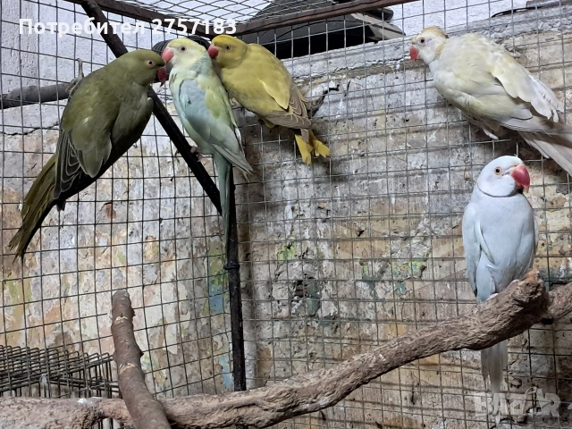 продавам малки александри, снимка 2 - Папагали - 54098521