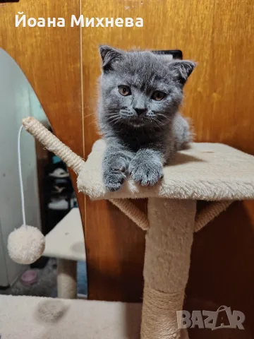 продавам 3 котенца , снимка 4 - Други - 55675146