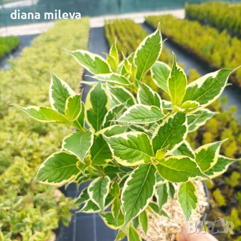 Вейгела флорида Вариегата, Weigela florida Variegata , снимка 4 - Градински цветя и растения - 38141135