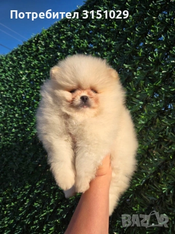 Померан мини шпиц