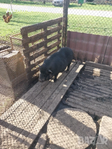 Виетнамско женско прасе, снимка 4 - Прасета - 54115286