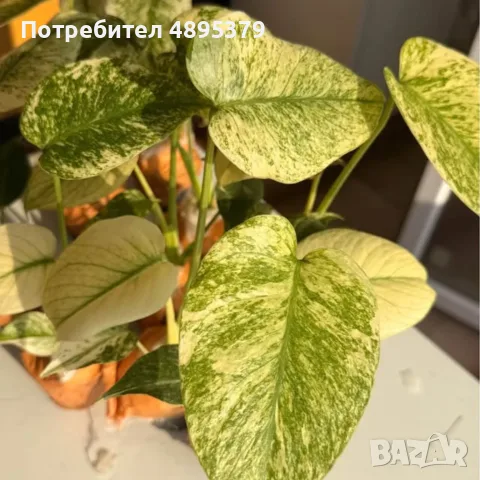 Добре вкоренена "Monstera Mint"