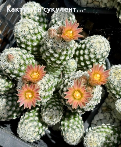 Кактус Escobaria sneedii var. leei 