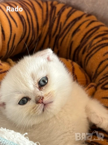 Клепоухи сребърни чинчили, снимка 9 - Британска късокосместа - 54220656