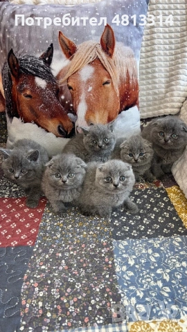 Котета Шотландски Фолд и Котета Британка Късокосместа , снимка 4 - Британска късокосместа - 54377290
