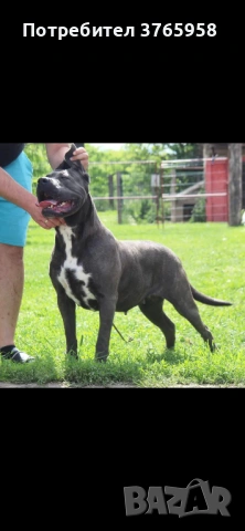 Кане корсо с родословие