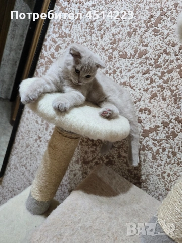 Шотландско клепоухо коте Мъжко
