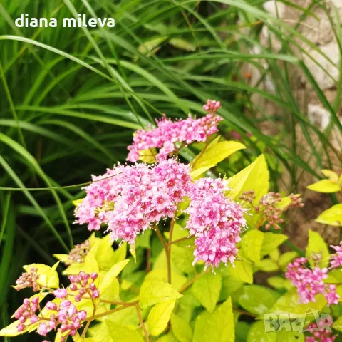 Японска спирея Голден принцес, Spiraea japonica Golden princess