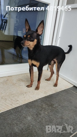 чистокръвни пинчери , снимка 5 - Пинчер - 55015868